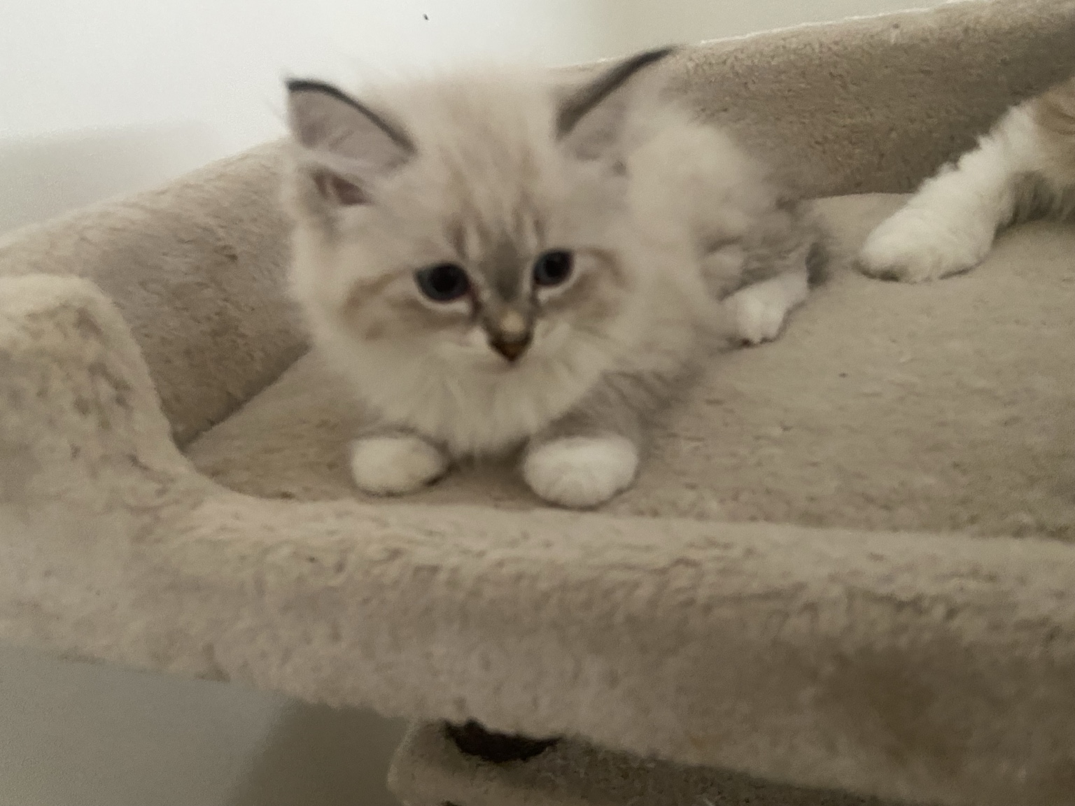 Bella