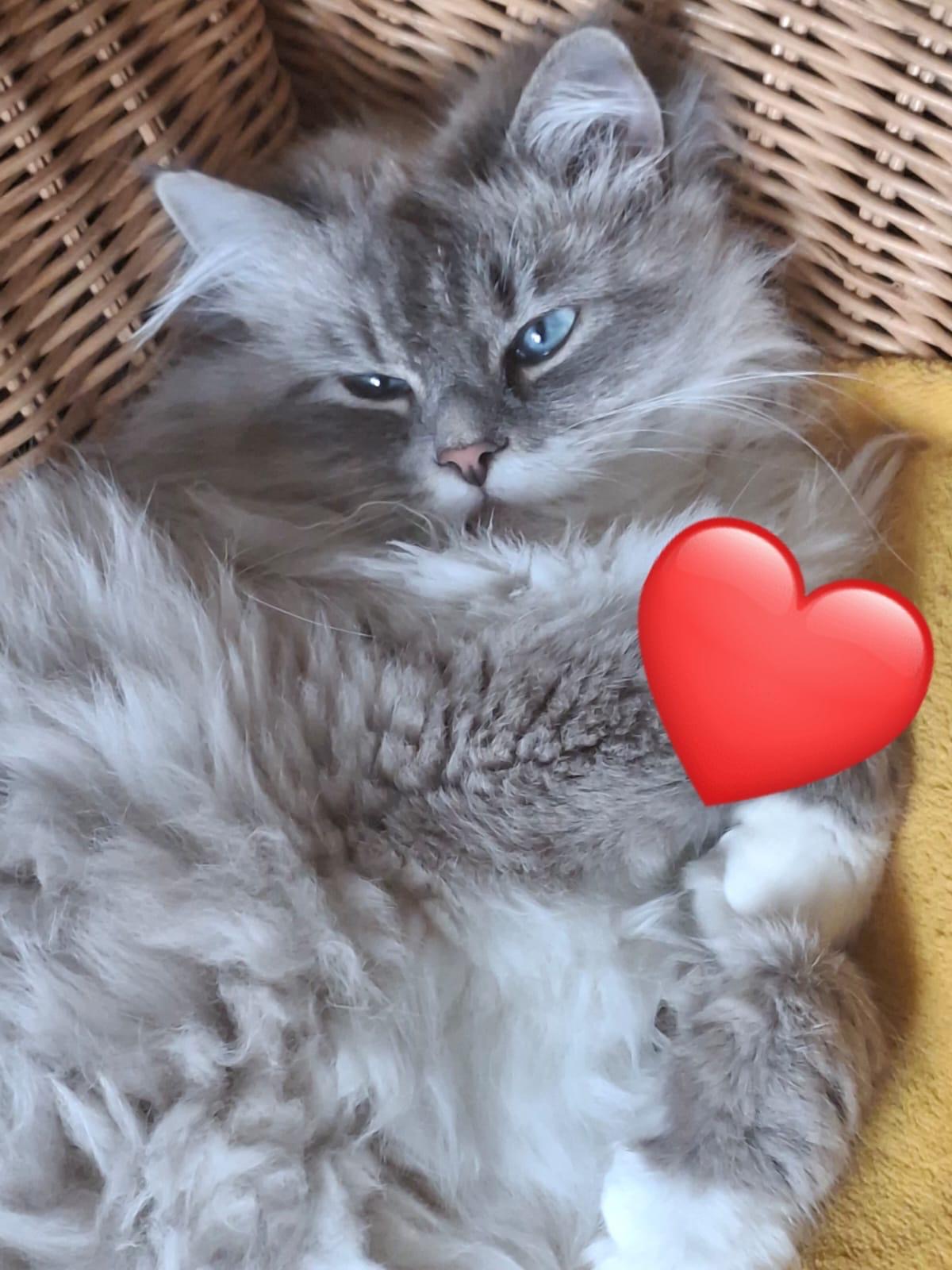 Vanille
